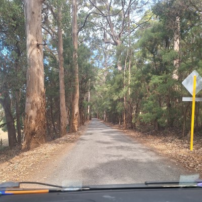 Road through the souther forests of WA