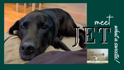 Meet Jet in The Dog Collective