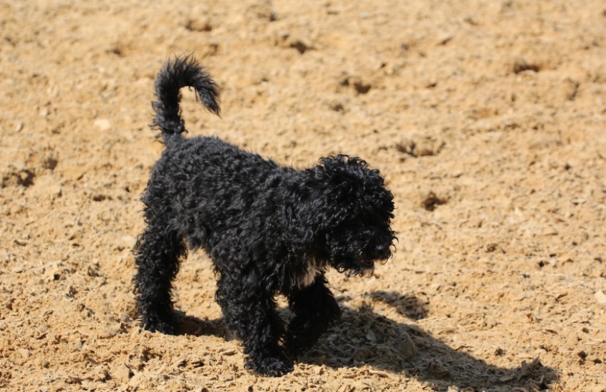 The Outdoor Dog - a poodle-cross-something-or-other