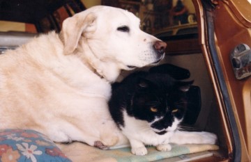 My First Dog - Duke and Tom the cat
